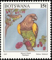 Meyer's Parrot (Poicephalus meyeri)