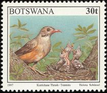 Kurrichane Thrush (Turdus libonyana)