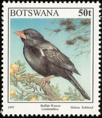 Red-billed Buffalo Weaver (Bubalornis niger)