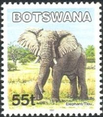 African Elephant (Loxodonta africana)