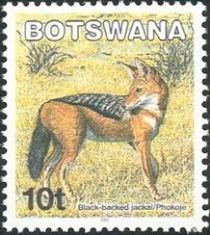 Black-backed Jackal (Canis mesomelas)