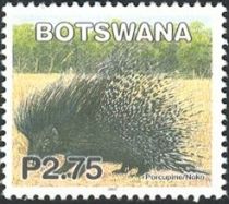 Cape Porcupine (Hystrix africaeaustralis)