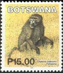 Chakma Baboon (Papio ursinus)