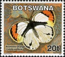 Bushveld Orange Tip (Colotis pallene)