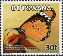 African Monarch (Danaus chrysippus aegyptius)