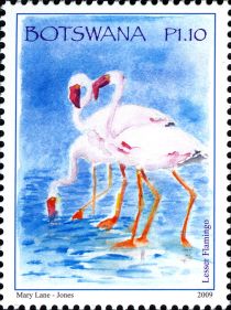 Lesser Flamingo (Phoeniconaias minor)