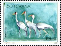 Wattled Crane (Bugeranus carunculatus)