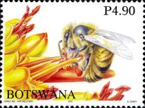 African Honey Bee (Apis mellifera scutellata)