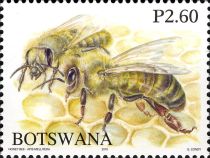 African Honey Bee (Apis mellifera scutellata)