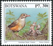 Kurrichane Thrush (Turdus libonyana) - overprint