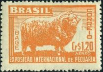 Merino Sheep (Ovis ammon aries)