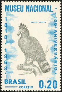 Harpy Eagle (Harpia harpyja)