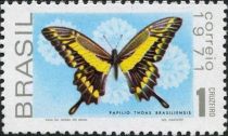 King Swallowtail (Papilio thoas brasiliensis)