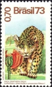 Jaguar (Panthera onca)