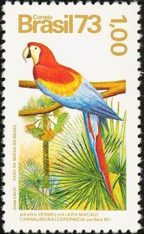 Scarlet Macaw (Ara macao) and Copernicia cerifera