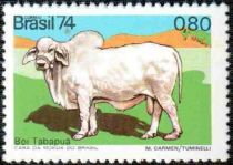 Hornless Tabapuã Cattle (Bos primigenus taurus)