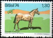 Kriolen Horse (Equus ferus caballus)