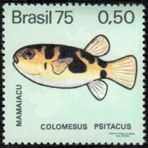 Parrot Puffer (Colomesus psittacus)