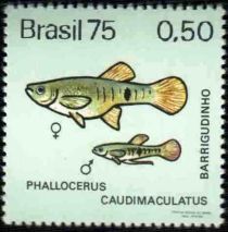 Spottail Mosquitofish (Phallocerus caudimaculatus)