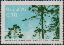 Araucaria angustifolia