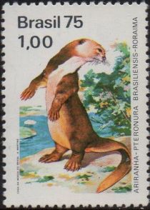 Giant Otter (Pteronura brasiliensis)