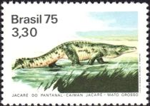 Yacare Caiman (Caiman yacare)