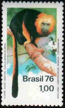 Golden Lion Tamarin (Leontopithecus rosalia) - see Descripti