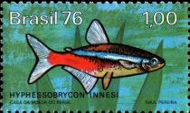 Neon Tetra (Hyphessobrycon innesi)