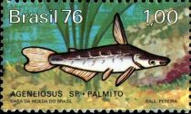 Catfish (Ageneiosus sp.)