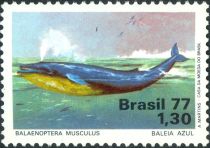 Blue Whale (Balaenoptera musculus)