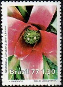 Environment Protection - Neoregelia carolinae