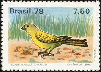 Saffron Finch (Sicalis flaveola)