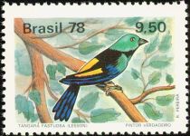 Seven-coloured Tanager (Tangara fastuosa)