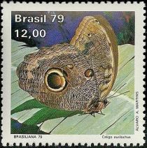 Forest Giant Owl (Caligo eurilochus)