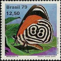 Cramer's Eighty-eight (Diaethria clymena ssp. janeira)