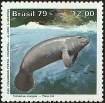 Amazonian Manatee (Trichechus inunguis)