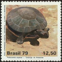 Arrau River Turtle (Podocnemis expansa)