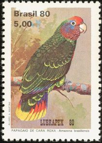 Red-tailed Parrot (Amazona brasiliensis)