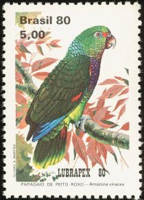 Vinaceous-breasted Parrot (Amazona vinacea)