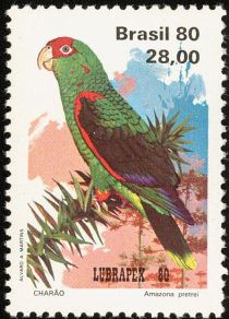 Red-spectacled Parrot (Amazona pretrei)