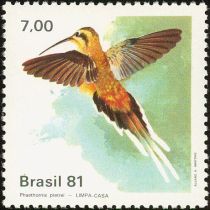 Planalto Hermit (Phaethornis pretrei)