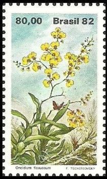 Oncidium flexuosum