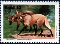 Maned Wolf (Chrysocyon brachyurus)