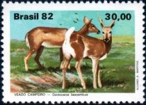 Pampas deer (Ozotoceros bezoarticus)