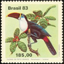 White-throated Toucan (Ramphastos tucanus)