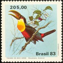 Green-billed Toucan (Ramphastos dicolorus)