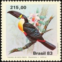 Channel-billed Toucan (Ramphastos vitellinus)