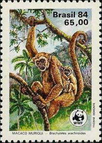 Southern Muriqui (Brachyteles arachnoides)