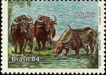 Water Buffalo (Bubalus bubalis)