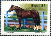 Camponila (Equus ferus caballus)